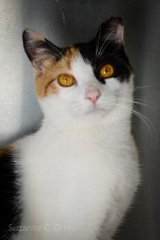 Pursey -  Calico Cat Available for Adoption in Elmwood, Louisiana - Pursey | PetCurious