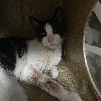 Bells -  Domestic Short Hair Cat Available for Adoption in Philadelphia, Pennsylvania - Bells | PetCurious