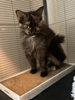 Rescue Domestic Short Hair Cats for Adoption in Tulsa, Oklahoma - Scarlett | PetCurious