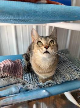 Casey- herpes - Long Term Resident -  Domestic Short Hair Cat for Adoption in Pierceton, Indiana - Casey- Herpes - Long Term Resident | PetCurious