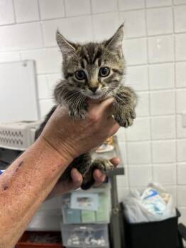 Spitfire -  Domestic Short Hair Cat for Adoption in Morristown, Tennessee - Spitfire | PetCurious