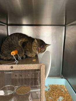 Domestic Short Hair Cats Available for Adoption in Sevierville, Tennessee - Homunculus | PetCurious