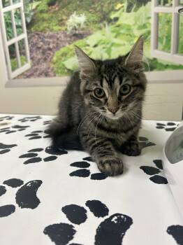 Crystal -  Domestic Medium Hair Cat for Adoption in Lancaster, Pennsylvania - Crystal | PetCurious