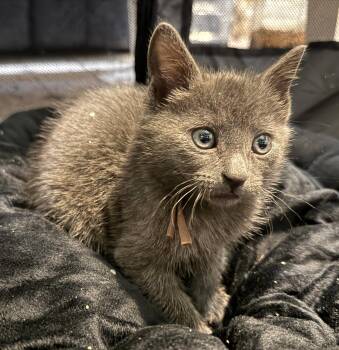 Domestic Short Hair Cats Available for Adoption in Rustburg, Virginia - Charcoal Not At The Shelter (Faith) Av 6/15 | PetCurious