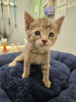 Pinkie Pie -  Domestic Short Hair Cat for Adoption in Bloomington, Indiana - Pinkie Pie | PetCurious