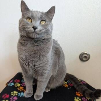 Ash -  Domestic Short Hair Cat for Adoption in Rochester, Minnesota - Ash | PetCurious