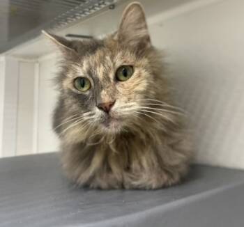 Rescue Domestic Long Hair and Domestic Short Hair Cats for Adoption in West Chester, Pennsylvania - Jennie | PetCurious