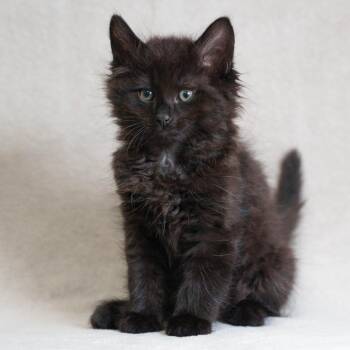 Aladdin -  Domestic Medium Hair Cat for Adoption in Sunnyvale, California - Aladdin | PetCurious