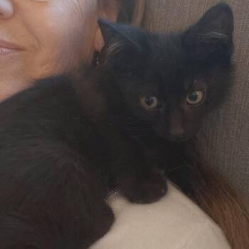 Brenner Halversen -  Domestic Short Hair Cat for Adoption in Eagle Mountain, Utah - Brenner Halversen | PetCurious