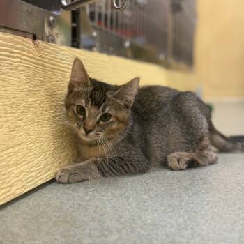 Rescue Domestic Short Hair Cats for Adoption in Lakewood, California - Popcorn | PetCurious