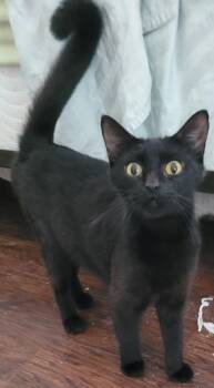Rescue Domestic Short Hair Cats for Adoption in Lawrenceville, Georgia - Kuro | PetCurious