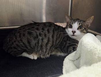 JORGE -  Domestic Short Hair Cat for Adoption in Martinez, California - JORGE | PetCurious