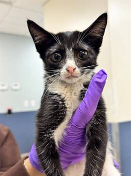 Rescue Domestic Short Hair Cats for Adoption in Doral, Florida - SASHA | PetCurious