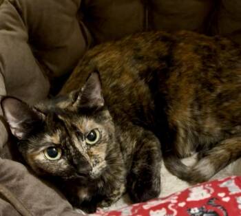 Domestic Short Hair Cats Available for Adoption in Jacksonville, Florida - Sorcha  | PetCurious