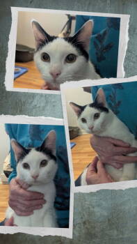 Rescue Domestic Short Hair Cats for Adoption in Breinigsville, Pennsylvania - Valentino | PetCurious