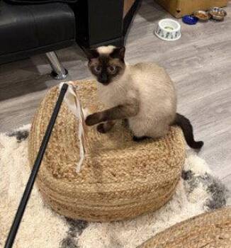 Camellia -  Domestic Short Hair and Siamese Cat for Adoption in Trenton, New Jersey - Camellia | PetCurious