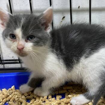 Rescue Domestic Short Hair Cats for Adoption in Washington, District Of Columbia - Troll | PetCurious