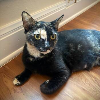 Rescue Domestic Short Hair Cats for Adoption in Boerne, Texas - Crayola | PetCurious