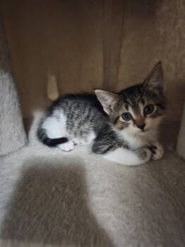 Rescue Domestic Short Hair Cats for Adoption in Bellevue, Nebraska - Rigatoni | PetCurious