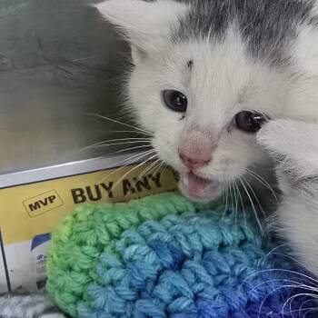 Flip 26-0392 -  Domestic Short Hair Cat for Adoption in Yanceyville, North Carolina - Flip 26-0392 | PetCurious