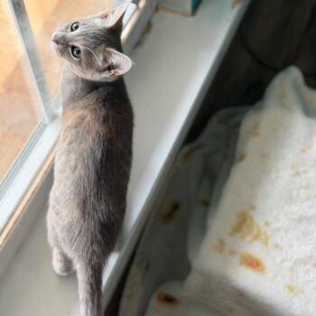 Styx -  Domestic Short Hair Cat for Adoption in Brownsboro, Alabama - Styx | PetCurious