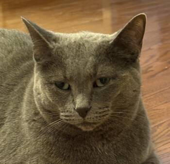 Domestic Short Hair Cats Available for Adoption - Blueberry-Happy Single | PetCurious