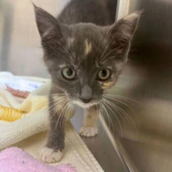 Kangaroo Kid -  Domestic Short Hair Cat for Adoption in Walnut Creek, California - Kangaroo Kid | PetCurious