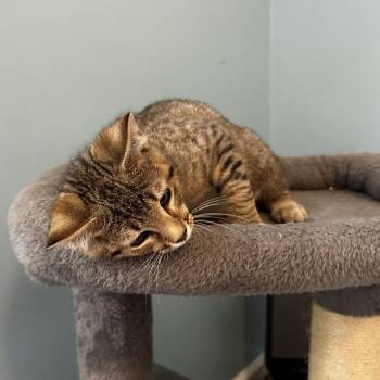 Nini -  Domestic Short Hair Cat for Adoption in Cumming, Georgia - Nini | PetCurious