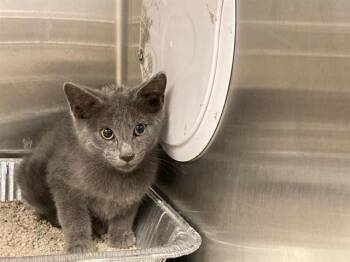 ALPACA -  Domestic Short Hair Cat for Adoption in Tustin, California - ALPACA | PetCurious