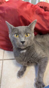Rescue Russian Blue and Domestic Short Hair Cats for Adoption in Columbus, Ohio - Allister | PetCurious