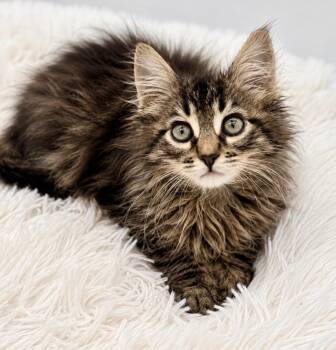 Nameko -  Maine Coon Cat for Adoption in Covington, Louisiana - Nameko | PetCurious