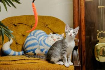 Cliff -  Domestic Short Hair Cat for Adoption in Rowlett, Texas - Cliff | PetCurious