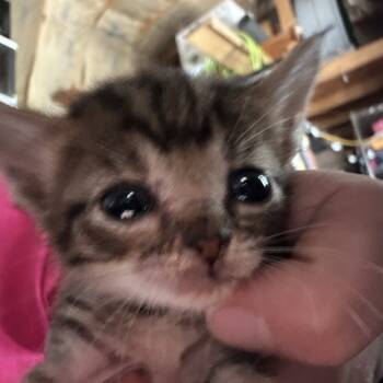 Rescue American Shorthair Cats for Adoption in Mount Vernon, Arkansas - Tigger | PetCurious