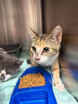 beans -  Domestic Short Hair Cat for Adoption in Burgaw, North Carolina - Beans | PetCurious