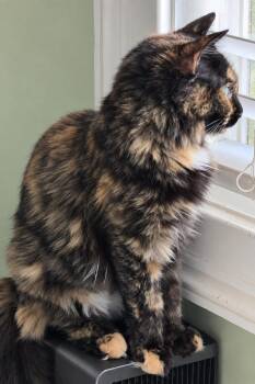 Lollipop -  Tortoiseshell and Domestic Medium Hair Cat for Adoption in Boston, Massachusetts - Lollipop | PetCurious