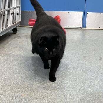 Kenneth Robert Allen III -  Domestic Short Hair Cat for Adoption in Berryville, Virginia - Kenneth Robert Allen III | PetCurious