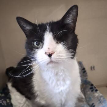 Rescue Domestic Short Hair Cats for Adoption in Conway, New Hampshire - Cookie | PetCurious