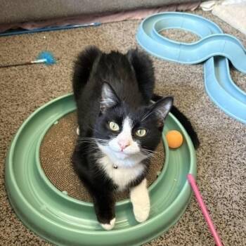 Lil Foot -  Tuxedo Cat for Adoption in Burnaby, British Columbia - Lil Foot | PetCurious