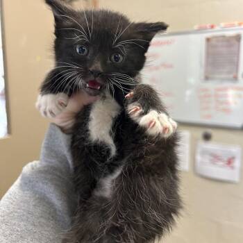 Domestic Short Hair Cats Available for Adoption in Birmingham, Alabama - Boots | PetCurious