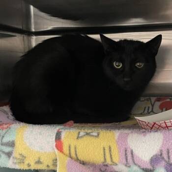 Rescue Domestic Short Hair Cats for Adoption in Wheaton, Illinois - Tobias | PetCurious