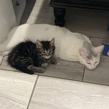 Coco -  Domestic Short Hair Cat for Adoption in Los Angeles, California - Coco | PetCurious