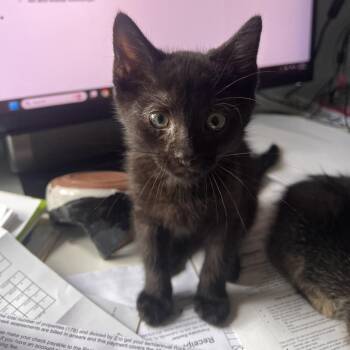KC -  Domestic Short Hair Cat for Adoption in Gainesville, Florida - KC | PetCurious