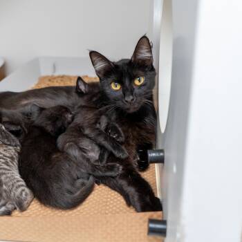 Rescue Domestic Short Hair Cats for Adoption in New York, New York - Poke Bowl | PetCurious