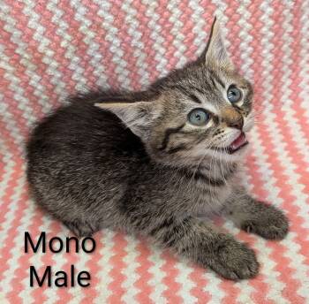 Mono -  Tabby Cat Available for Adoption in Clarksville, Tennessee - Mono | PetCurious