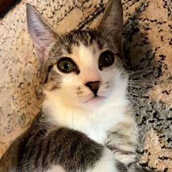 Nordique -  Tabby Cat for Adoption in Maple Shade, New Jersey - Nordique | PetCurious
