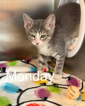 Days of the week kittens -  Domestic Short Hair Cat for Adoption in Fremont, Michigan - Days Of The Week Kittens | PetCurious
