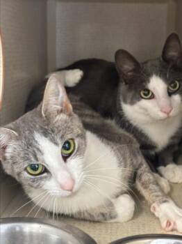 PRETTY GURL -  Domestic Short Hair Cat for Adoption in Hagerstown, Maryland - PRETTY GURL | PetCurious