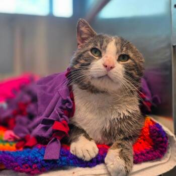 Domestic Short Hair Cats Available for Adoption in Fairport, New York - Ranch | PetCurious