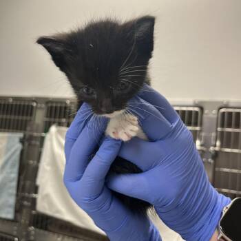 Domestic Short Hair Cats Available for Adoption in Charlottesville, Virginia - Spinach | PetCurious
