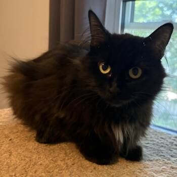 Nyx - Gorgeous and Affectionate -  Domestic Long Hair Cat Available for Adoption in Hamilton, Ontario - Nyx - Gorgeous And Affectionate | PetCurious